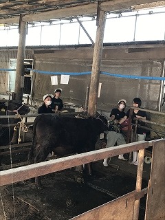 牛の管理実習