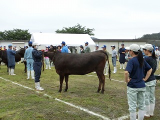 仙南家畜共進会参加