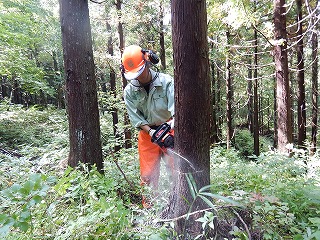 チェンソー間伐