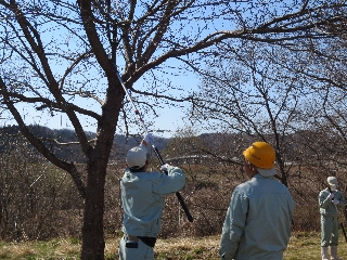 天狗巣病枝剪除作業