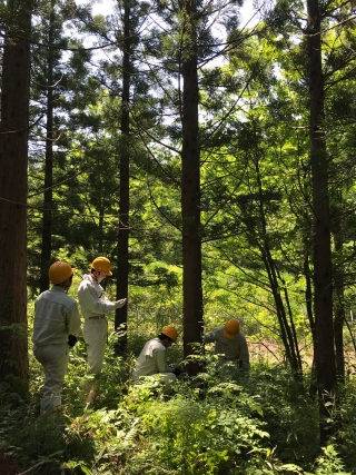 手鋸による間伐